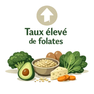 Folates élevés dans le sang avec leurs causes, leurs risques et la conduite à tenir