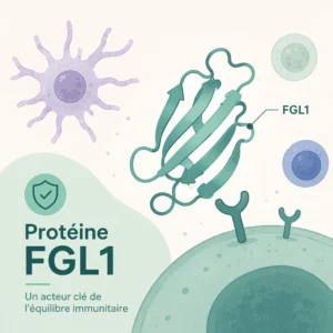 Protéine FGL1, hépatokine, et son rôle dans le métabolisme du fer et l'anémie selon une étude